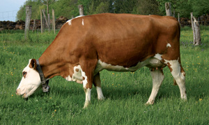 swiss_fleckvieh