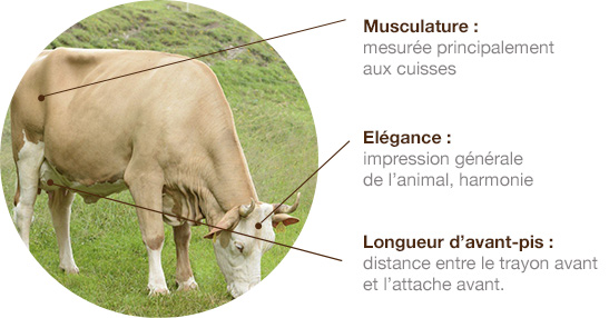 simmental schema